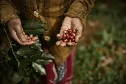 Kaffe Zoégas Experience Blend Kenya Hela Bönor 750g
