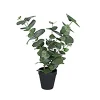 Konstgjord Växt Eucalyptus Inkl Kruka Höjd 500mm