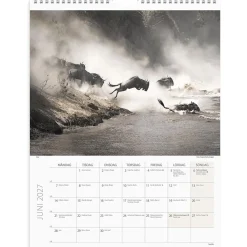 Väggkalender Burde 1761 Savannen 2027